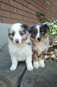CKC registered purebred Australian Shepherd puppies