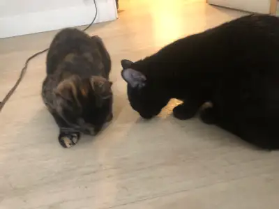 2 sister desperately need a forever home , View more