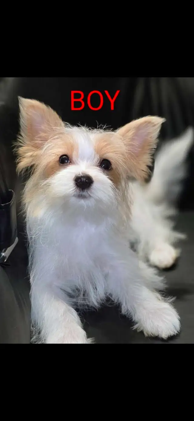  Pure Breed Yorkie  boy in Cats & Kittens for Rehoming in Edmonton - Image 6