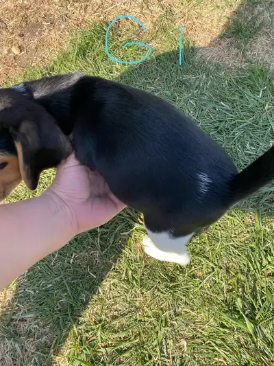 ONLY 1 PUPPY REMAINING!! Pure bred beagle puppies for sale. They were born March 24, 2025 and they a...