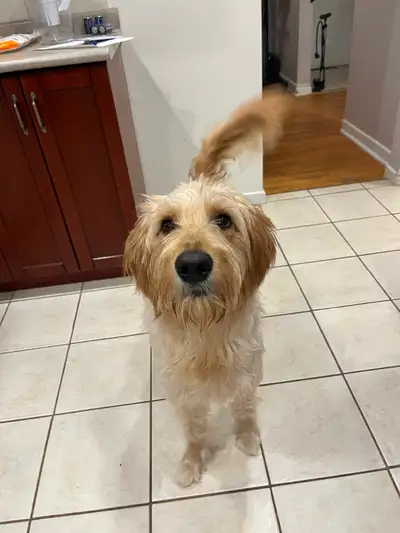 Unfortunately, due to unforeseen circumstances both Minnie and Winnie are in need of new loving home...