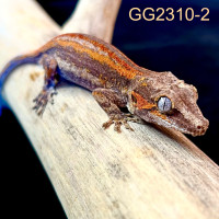 Baby Gargoyle Gecko - GG2310-2