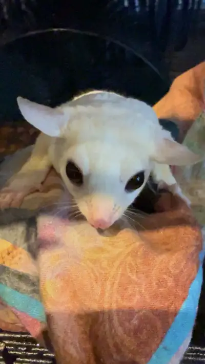 SUGAR GLIDERS/FLYING SQUIRRELS , View more