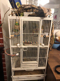 2budgies with cage