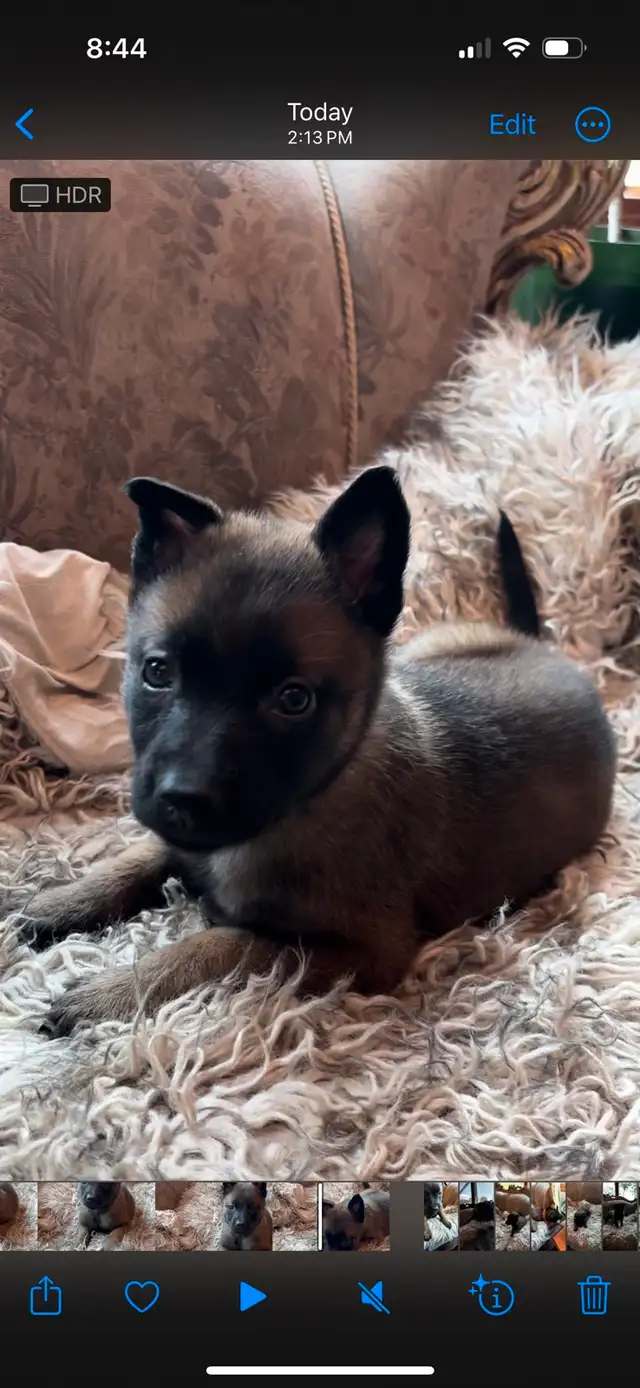 ONLY 4 BELGIAN MALINOIS PUPPIES LEFT in Dogs & Puppies for Rehoming in Edmonton - Image 9