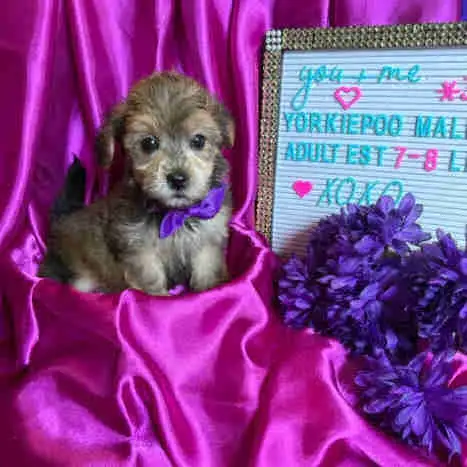 *~*YORKIEPOOS*~*ONLY 3 LEFT^~^