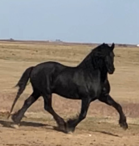 Friesian Stallion available for stud service in Horses & Ponies for Rehoming in Saskatoon - Image 2