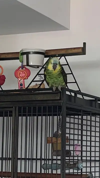 Blue crested amazonian parrot, View more