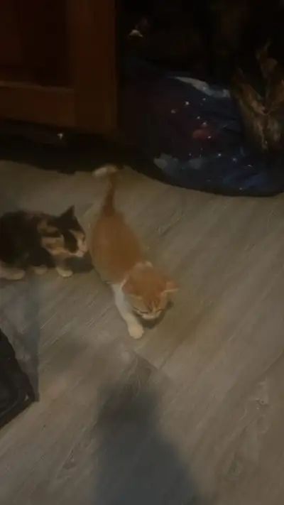 mixed litter of pedigree kittens available, View more