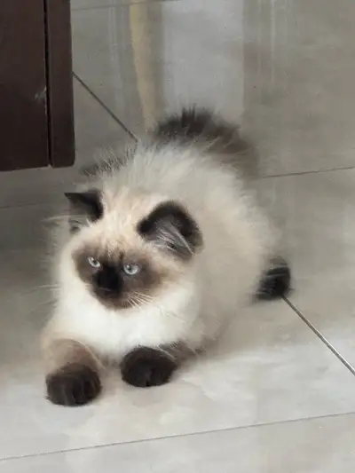 chaton de race a vendre , View more