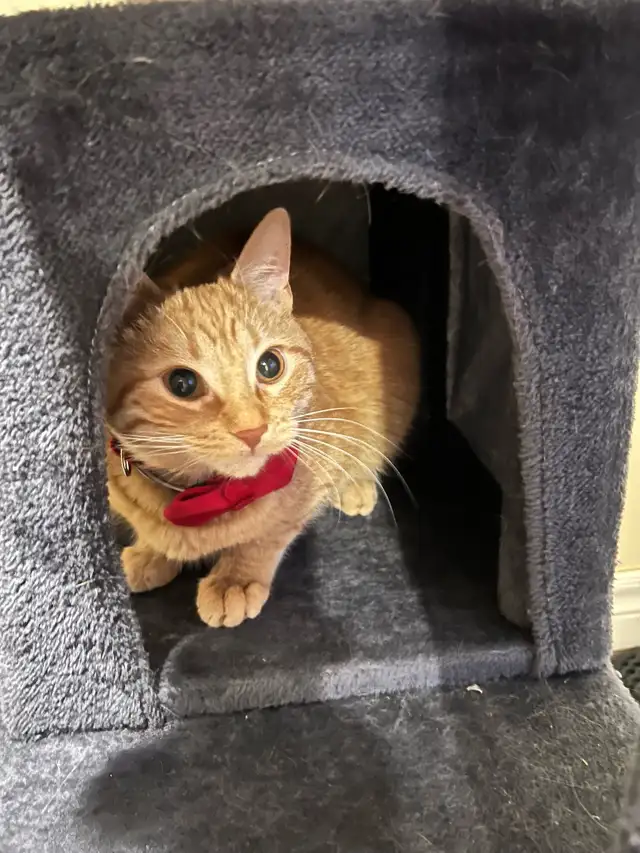 Belle petite femelle Roux in Cats & Kittens for Rehoming in Trois-Rivières - Image 8