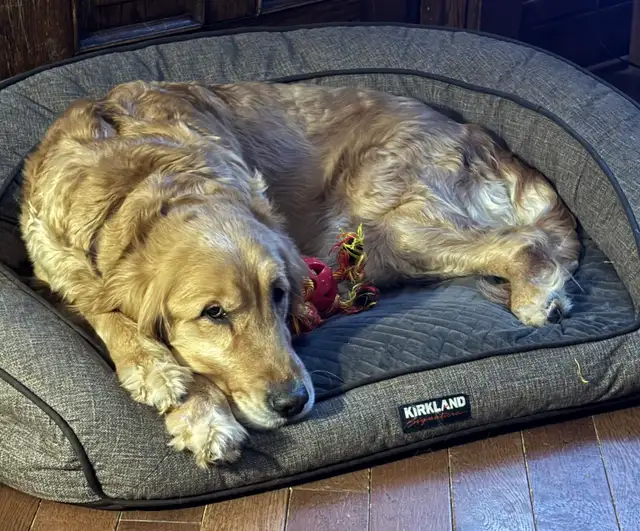 Golden Retriever Pup Waitlist in Dogs & Puppies for Rehoming in Owen Sound - Image 10