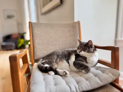 Meet Ollie, 7-year-old, male, health loving tabby cat with a heart full of purrs! This sweet kitty i...