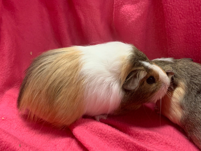 Baby Female Guinea Pig in Small Animals for Rehoming in Oshawa / Durham Region - Image 2