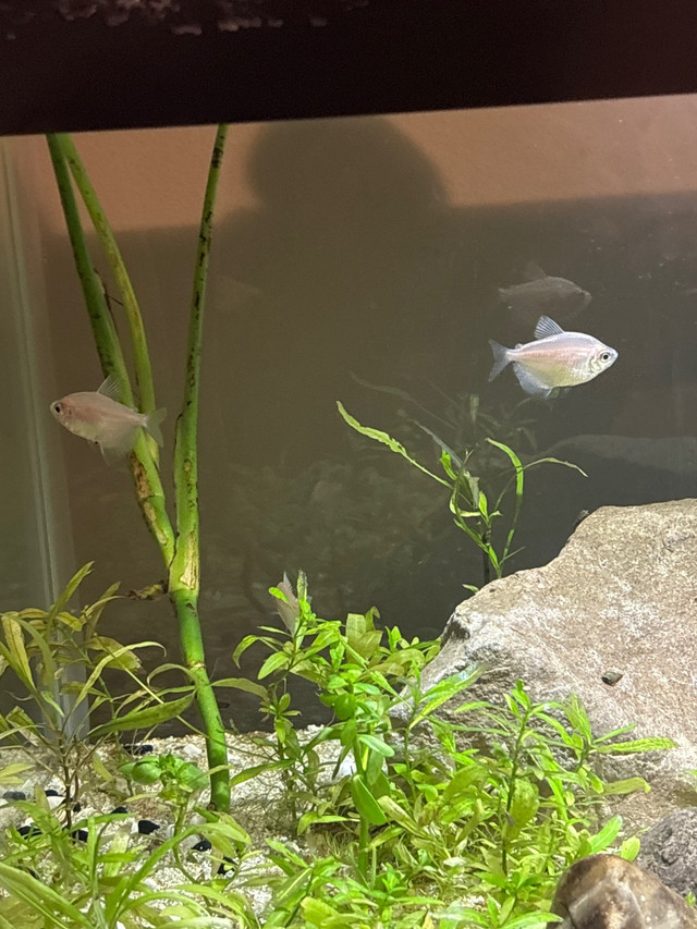 White skirt tetra  in Fish for Rehoming in Brantford - Image 2
