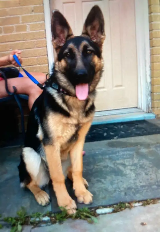 REDUCED FROM $2500  !!!!Pure Bred World Class GSD Puppies in Dogs & Puppies for Rehoming in City of Toronto - Image 3