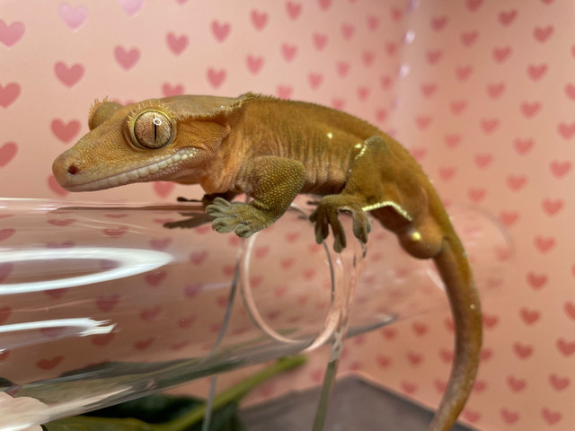 Orange Bi-Colour Male Crested Gecko in Reptiles & Amphibians for Rehoming in Hamilton