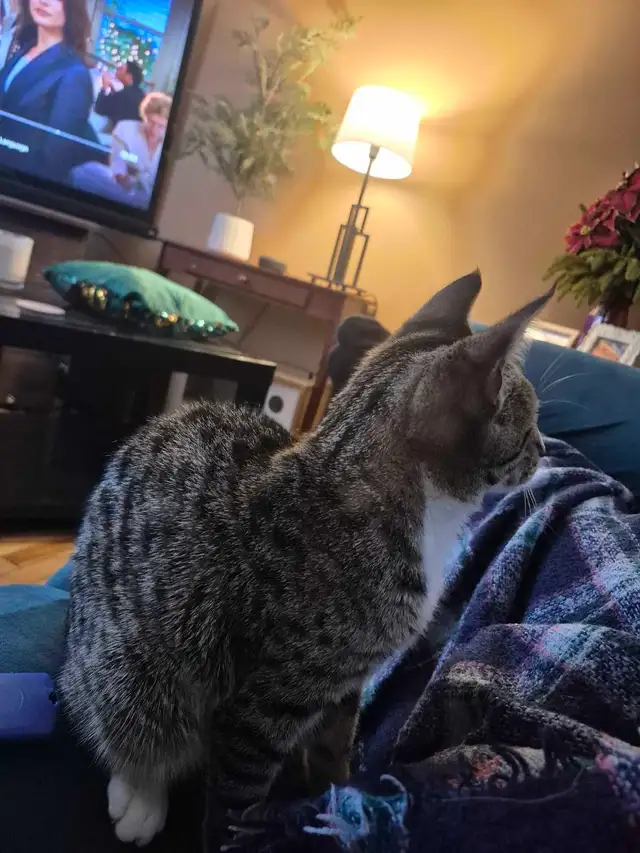 7 month old female kitten in Cats & Kittens for Rehoming in Edmonton - Image 2