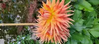 Dahlia Plants for sale with ready for planting