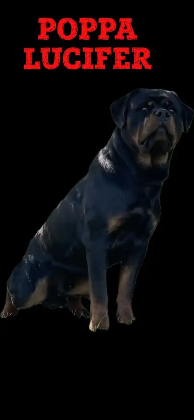 Rottweiler Puppies, View more