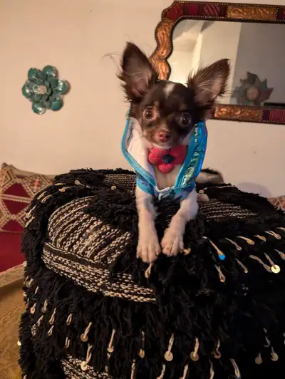 chihuahua female âgé de 7 mois vient avec tout les accessoires et vêtements que l'on voit dans les p...
