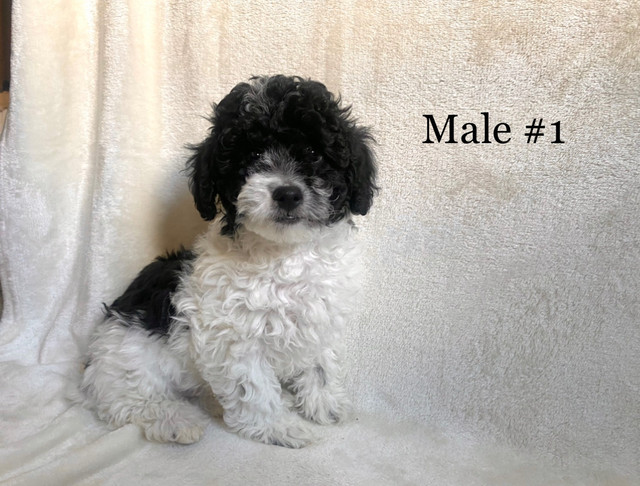 1 LEFT** Purebred Miniature Poodle Puppies !! in Dogs & Puppies for Rehoming in Vernon