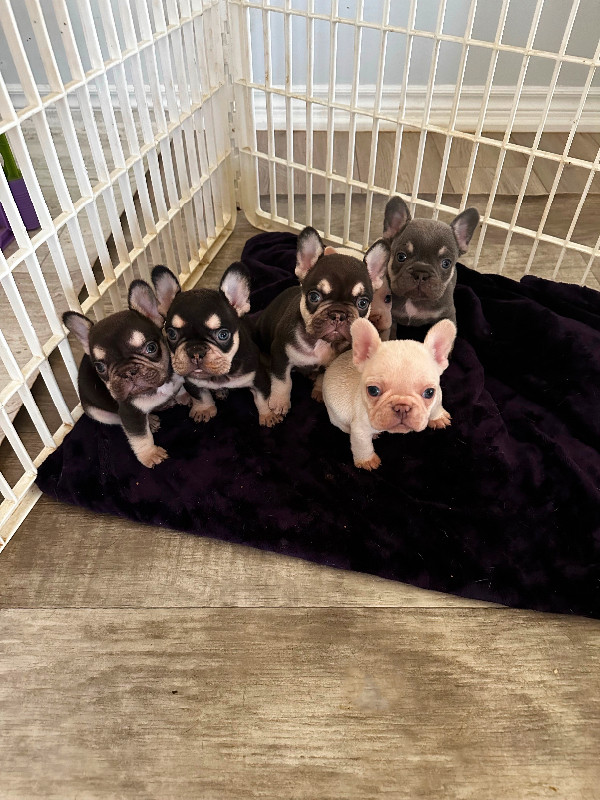 Lilac tan platinum/ cream French bulldog puppies in Dogs & Puppies for Rehoming in Markham / York Region