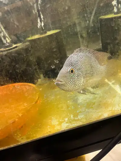 Texas Cichlid, View more