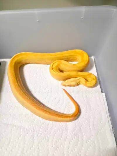 Snakes for Sale, View more