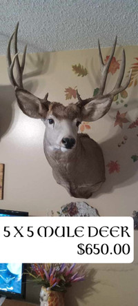 Deer Mounts for Sale - $650.00