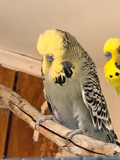 looking for lovebird , View more