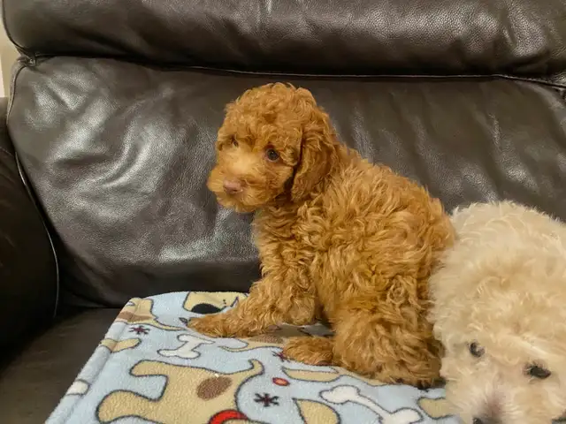 Sweetheart Miniature Poodle Puppy in Dogs & Puppies for Rehoming in Richmond - Image 5