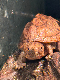 Great Pets rare Small Aquatic Loggerhead turtles calm reptiles