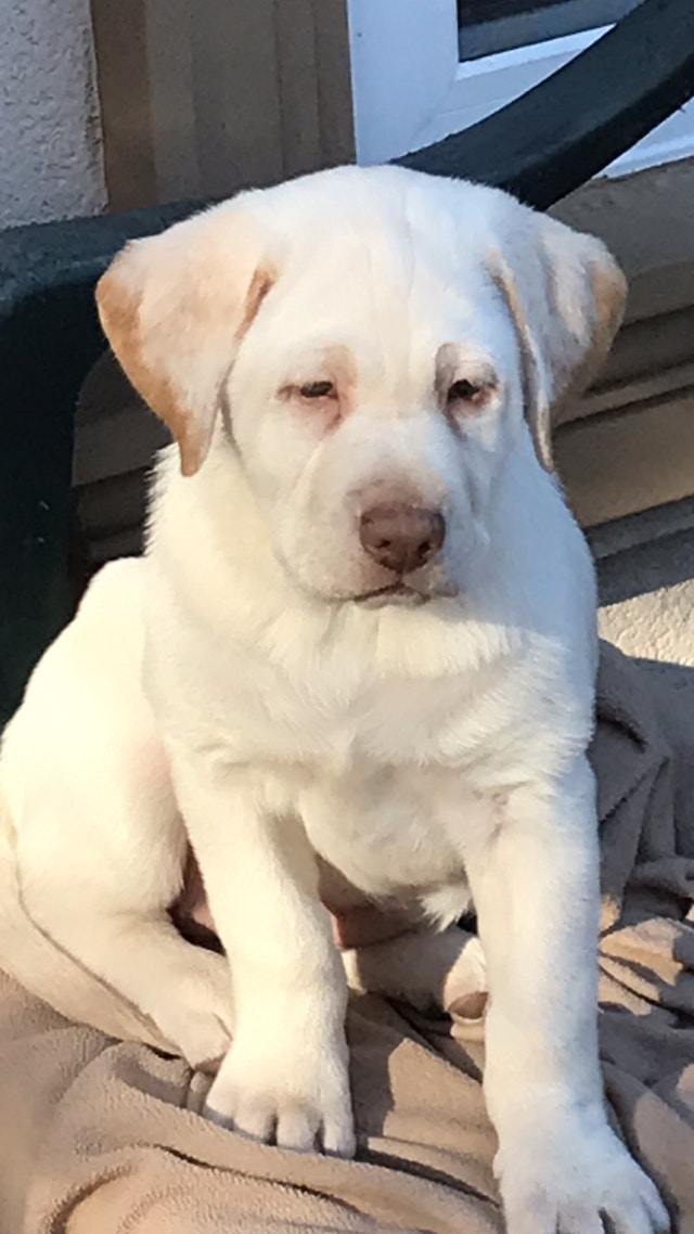 Pure bread lab (Keswick) Dogs & Puppies for Rehoming Markham / York
