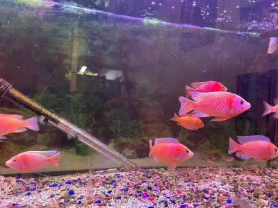 Younge male strawberry peacocks. $10 each. Stunning colour and very healthy.