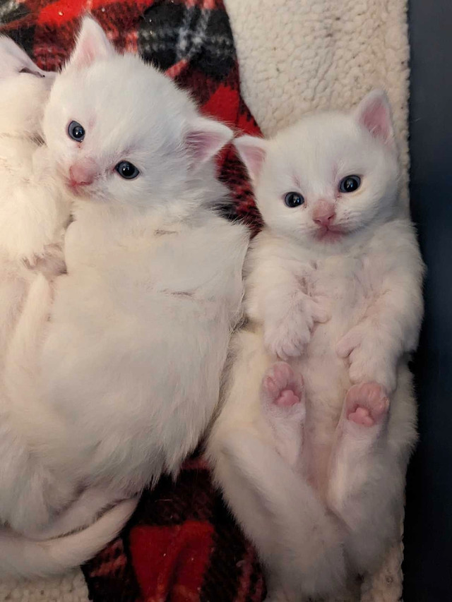 Munchkin kittens 1 left! in Cats & Kittens for Rehoming in Charlottetown - Image 4