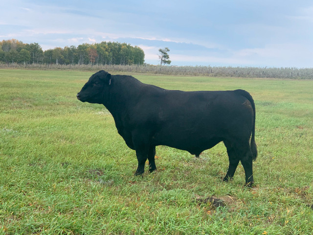 WAVENY ANGUS - Black Angus 2 Yr Old and Yearling Bulls for Sale in Livestock in Edmonton - Image 3