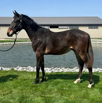 Yearling Warmblood gelding , View more