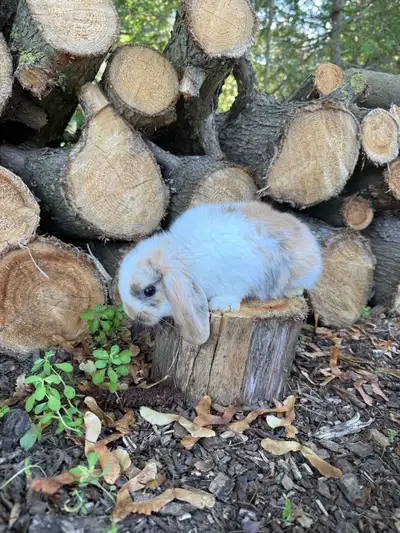 holland lop, View more