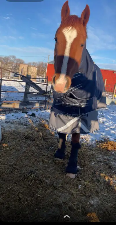 Horse Training , View more