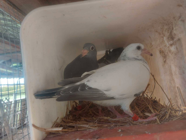 Pigeon voyageur (jeunes) dans Autre  à Longueuil/Rive Sud - Image 2