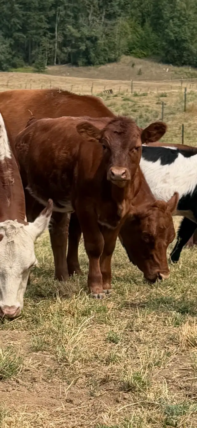 Assorted sizes and breeds of weaned calves heifers and steers in Livestock in Vernon - Image 9