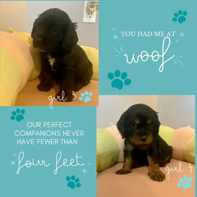 Purebred American Cocker Spaniel Puppies in Dogs & Puppies for Rehoming in Oshawa / Durham Region - Image 10