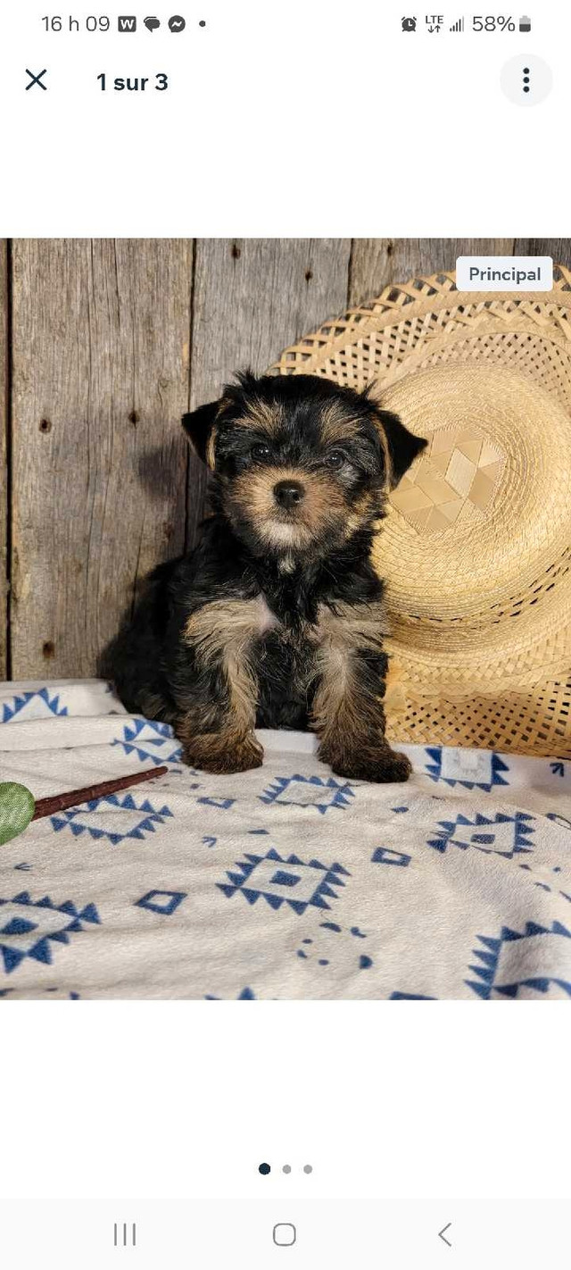 Chiot Yorkshire et chiot Morkie  dans Chiens et chiots à adopter  à Longueuil/Rive Sud - Image 3