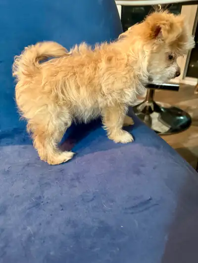 Adorable Teacup Puppy For Sale - Please Read!, View more