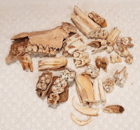 Teeth Cow Horse Human Pig Tooth Collection