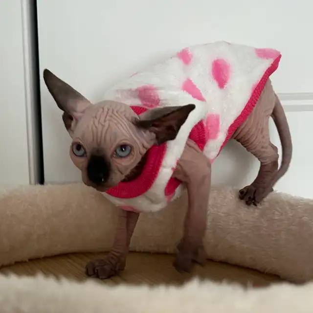 Purebred Sphinx kittens from Grand Champion(Ready for adoption )