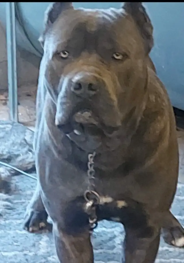 Cane Corso pups,, gray, blue, brindle , formentino in Dogs & Puppies for Rehoming in Markham / York Region - Image 5