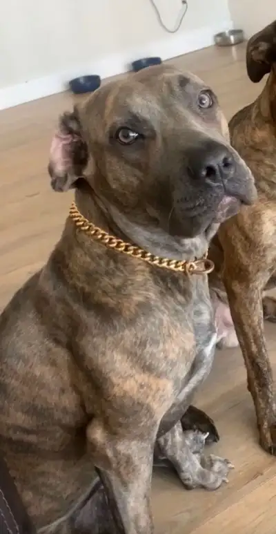 Looking to rehome my dog. She is a Cane corso mix, 3 years old Very affectionate and cuddly. Good wi...