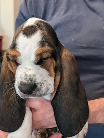 1 male basset hound puppies left, View more
